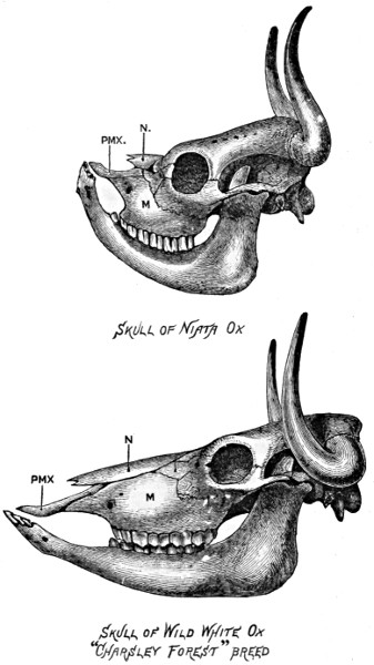 Skulls of Niata Ox and Wild White Ox