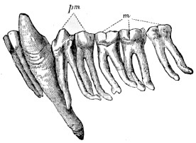 Lower Teeth of Orang