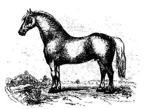OLD CLYDE.

Best Foreign Horse: owned by Jane Ward, Markham, Canada West.