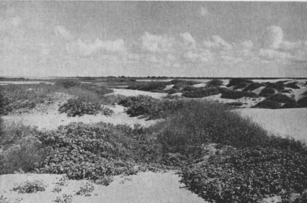 Fig. 1.—Croton and Fimbristylis on stabilized dunes; the Laguna Madre and
surrounding alkaline flats and clay dunes are visible in the background.
Habitat of Road-runner, Ord kangaroo rat, and keeled lizard.