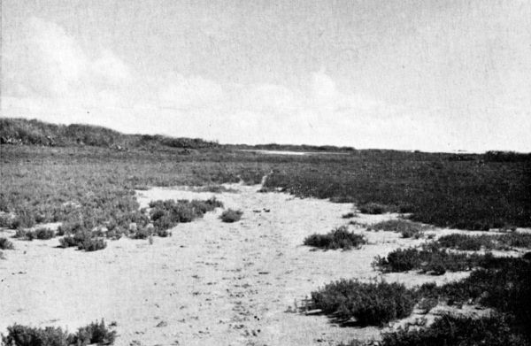 Fig. 2.—Batis-Monanthochlo formation on alkaline flats near the Laguna
Madre, with mesquite bordering stabilized dunes in the left background.
Salicornia, a classical dominant of salt marshes, is here relatively inconspicuous.
Habitat of Nighthawk and Horned Lark.