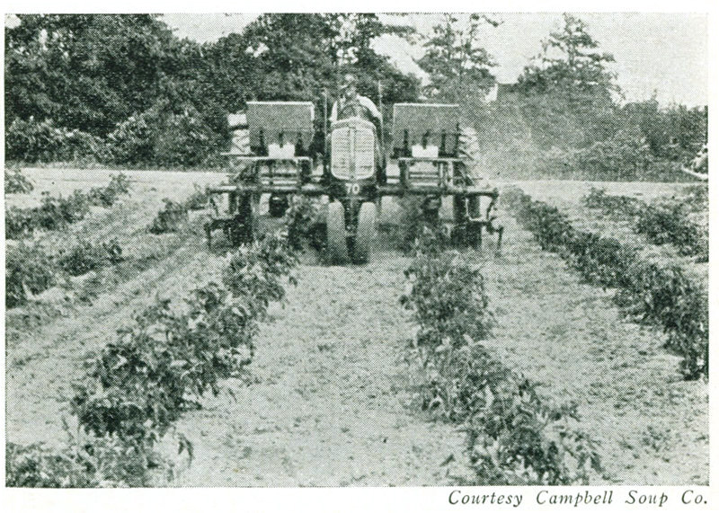 
Courtesy Campbell Soup Co. Figure 6.—Cultivating and side-dressing tomatoes.