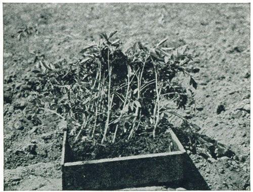 Figure 14.—Plants that have been crowded and overgrown,