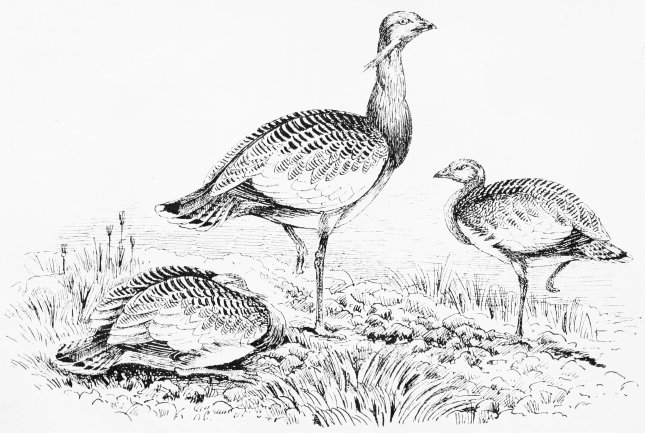 Plate VI.

BUSTARDS ON THE BARRENS—WINTER. "A First Shade of Suspicion."

Page 33.