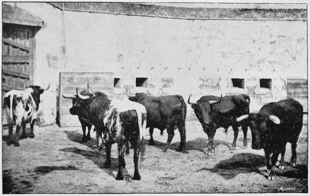 Plate XII.

THE MORN OF THE FIGHT—BULLS IN THE TORIL. (Miura's Breed.)

Page 61.