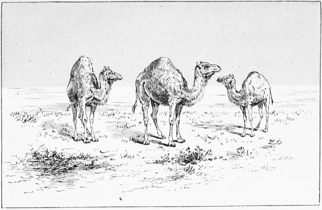 Plate XVII.

WILD CAMELS—THROUGH THE BINOCULARS

Page 98.