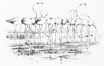 FLAMINGOES ON FEED.