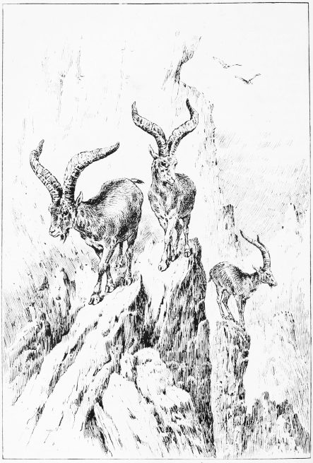 Plate XIX.

ON THE CRAGS OF ALMANZR.

Page 137.