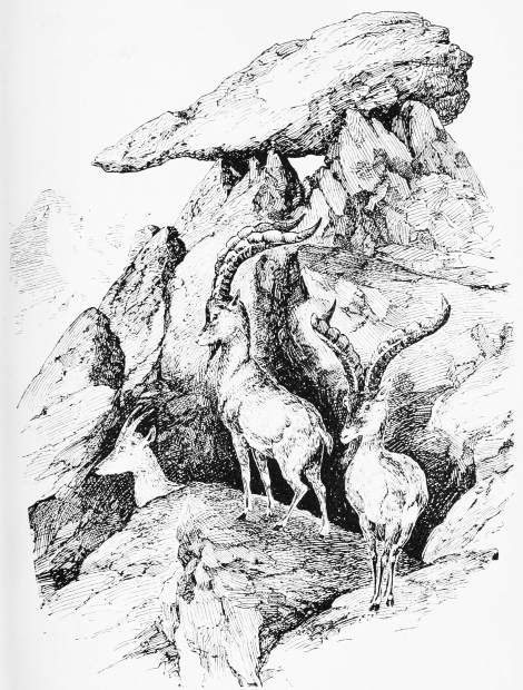 Plate XXI.

Page 143.

IBEX-HUNTING—THE TWO OLD RAMS AT THE "CANNON-ROCK."