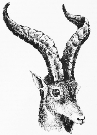 FOREST-IBEX—BERMEJA. (Showing narrower sweep of horn.)
