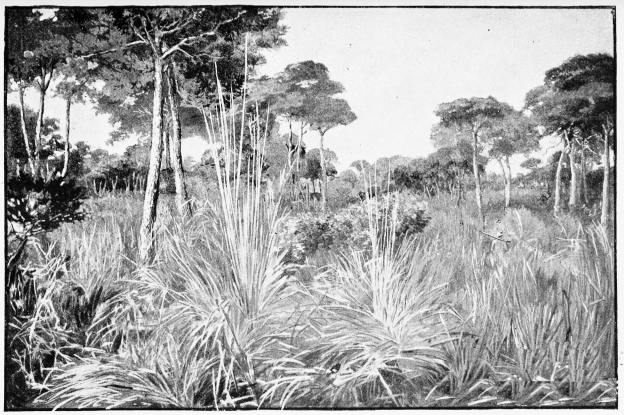 Plate XXXIX.

A SPANISH JUNGLE—THE ANGOSTURAS.

Page 348.