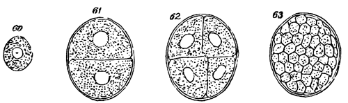 Figs. 60-63