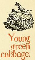 Young green cabbage.