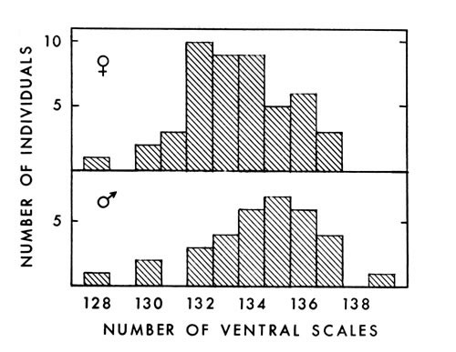 Fig. 2. Number of ventral scales in 48 female and 34 male A. p. leucostoma.