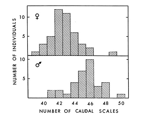 Fig. 3. Number of caudal scales in 44 female and 34 male A. p. leucostoma.