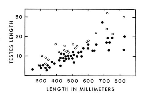 Fig. 4. Length of testes in cottonmouths of various sizes