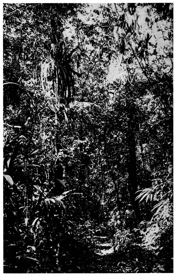Interior of rainforest at Toocog. Notice less dense vegetation as compared with Pl. 8.