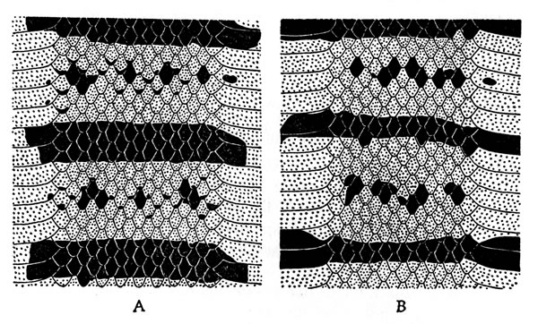 Fig. 6. Dorsal color patterns of Pliocercus euryzonus aequalis (A) and Micrurus affinis apiatus (B).