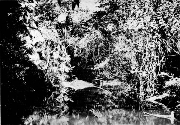 Fig. 1. Rainforest along Río San Román, 16 kilometers north-northwest of Chinajá.