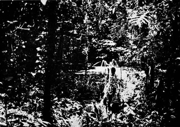 Fig. 2. Rain pond in forest at Toocog. This was a breeding site for six species of frogs.