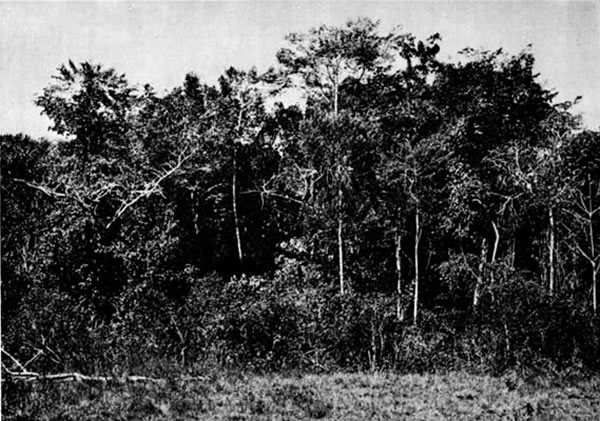 Fig. 2. Rainforest at edge of savanna at Toocog, El Petén, Guatemala.