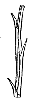 Drawing of structure.