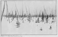 Photo: J. B. Tyrrell, December 5, 1894.
WOODS OF SPRUCE AND LARCH, SOUTH-WEST
OF CHURCHILL