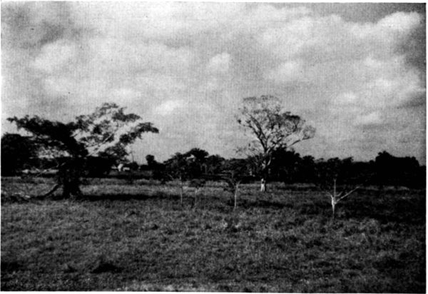 Fig. 1. Savanna about 75 kilometers east of
Coatzacoalcos, Veracruz. Photograph by L. C. Stuart.