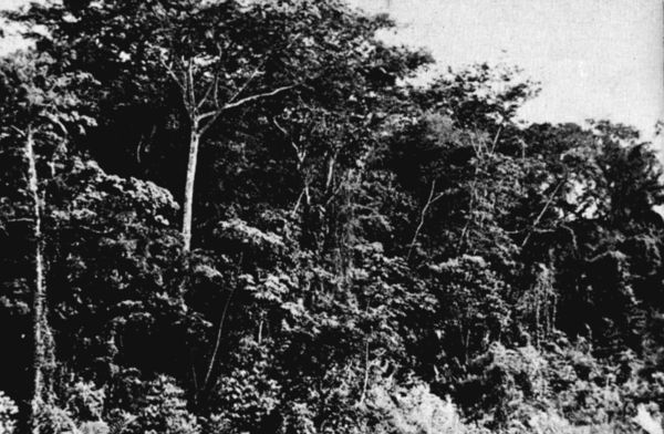 Fig. 1. Rainforest near Tolosita, Oaxaca. March, 1956.