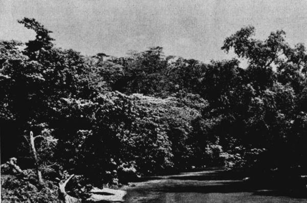 Fig. 2. Rainforest along the Ro Sarabia, Oaxaca. March,
1956.