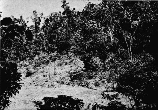 Fig. 1. Transition forest near La Princesa, Oaxaca.
March, 1956.