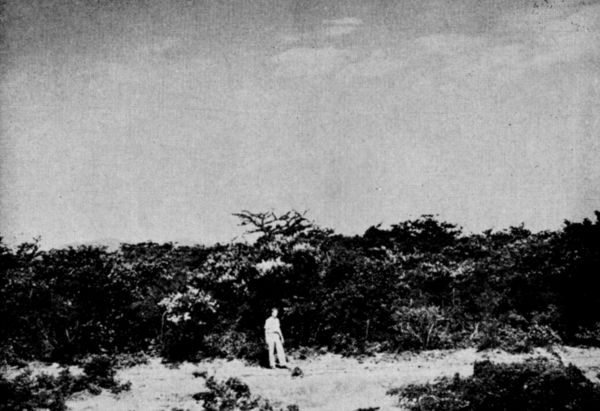 Fig. 1. Low, dense scrub forest near La Ventosa, Oaxaca.
July, 1958.