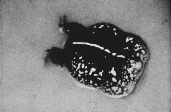 Fig. 1. Calling male of Rhinophrynus dorsalis,
photographed in a pond north of Santa Cruz, Oaxaca, on July 6, 1958. 
2/3.