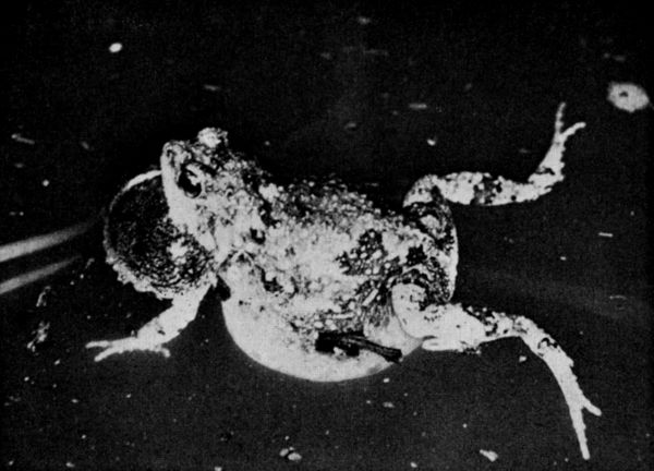 Fig. 1. Calling male of Engystomops pustulosus,
photographed in a pond west of Tehuantepec, Oaxaca, on July 5, 1956. 
2.