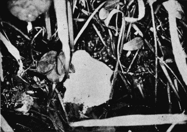 Fig. 2. Foamy egg mass of Engystomops pustulosus at
the edge of a pond west of Tehuantepec, Oaxaca. July 5, 1956.  3/8.