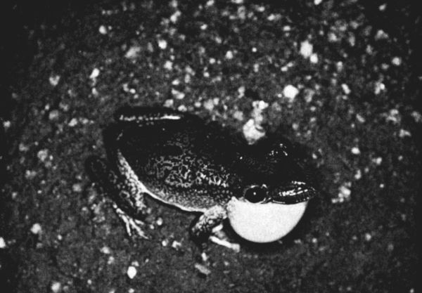 Fig. 1. Calling male of Diaglena reticulata,
photographed at a pond north of Salina Cruz, Oaxaca, on July 6, 1958. 
1/2.