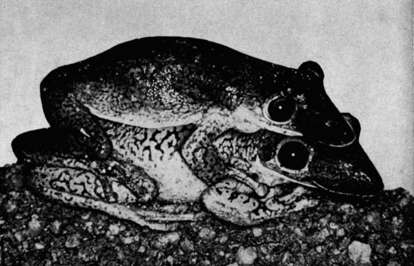 Fig. 2. Clasping pair of Diaglena reticulata at the
edge of a pond north of Salina Cruz, Oaxaca, on July 6, 1958.  1.