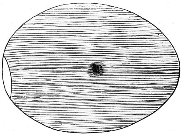 Figure 2.—Egg at End of 48 Hours.