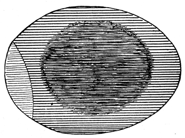 Figure 6.—Egg at End of 144 Hours.