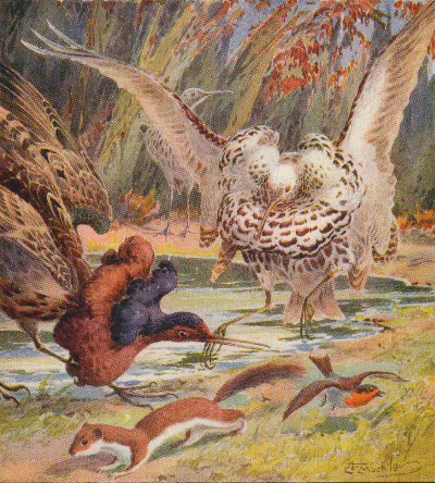 The Battle of the Beaks