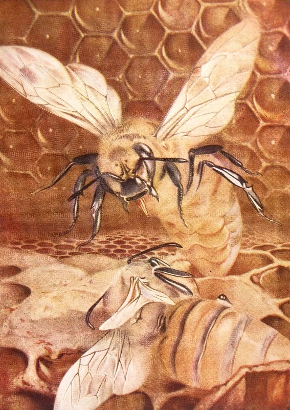 "And the bees, forming a circle around the two, will
eagerly watch the strange duel."