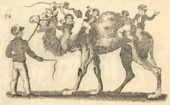 The Camel and Monkey