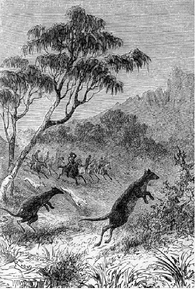 De kangoeroe-jagt.