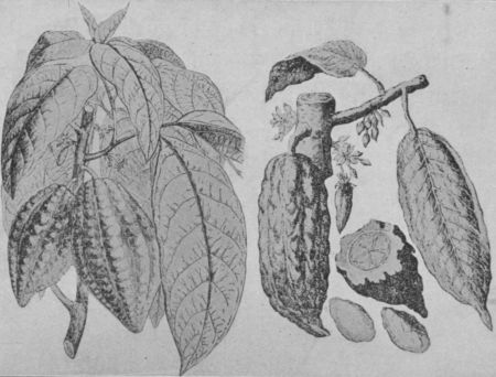 Fig. 39.—Cocoa Pods and Leaves.

(Permission of Walter Baker & Co., Ltd.)