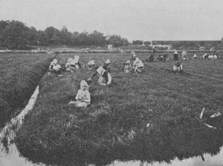 Fig. 46.—Cranberry Pickers at Work. Notice how the Bog is
divided into Rows by Means of Cords.
