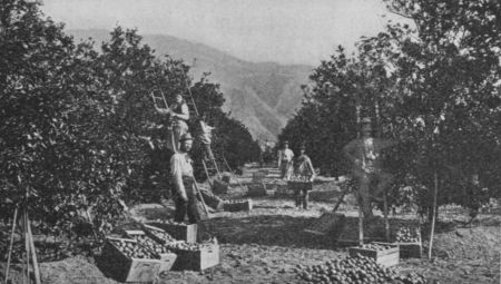 Fig. 56.—Picking Oranges in California.