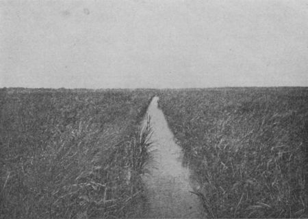 Fig. 22.—A Rice Field.—Observe the Canal.