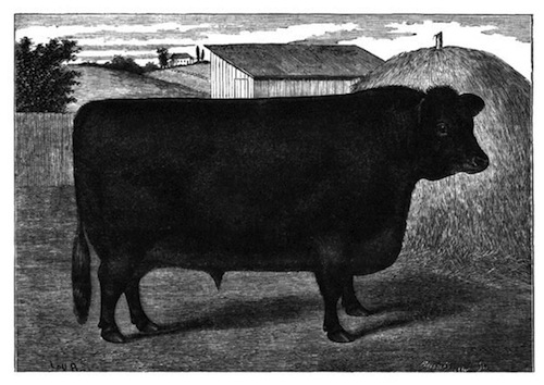Illustration: Aberdeen-Angus Bull, Black
 Prince