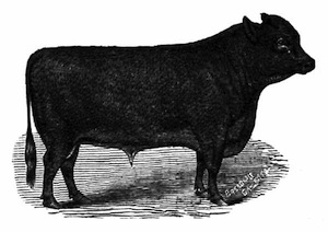Illustration: Cow