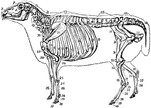 Skeleton of the Sheep
